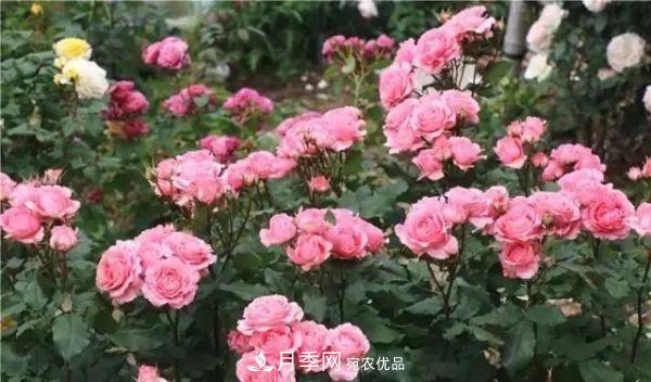 養月季施肥牢記“3要2不要”，月季猛爆壯筍，花開(kāi)連成片！(圖4)