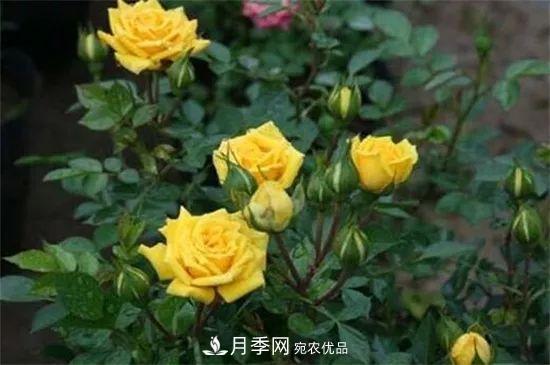 什么樹(shù)可以嫁接月季花？月季嫁接有什么好處？(圖2)