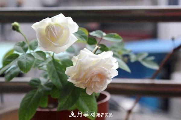 什么樹(shù)可以嫁接月季花？月季嫁接有什么好處？(圖3)