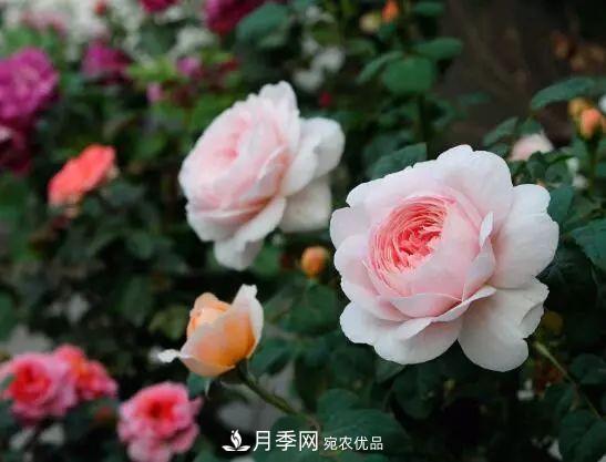 什么樹(shù)可以嫁接月季花？月季嫁接有什么好處？(圖1)