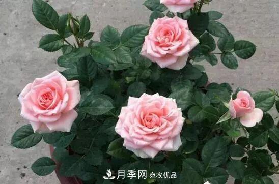什么樹(shù)可以嫁接月季花？月季嫁接有什么好處？(圖5)