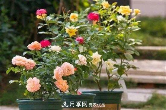 什么樹(shù)可以嫁接月季花？月季嫁接有什么好處？(圖4)