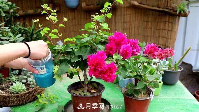 磷酸二氫鉀月季促花“效果不好”？可能是用錯了，快看看正確的方法(圖3)
