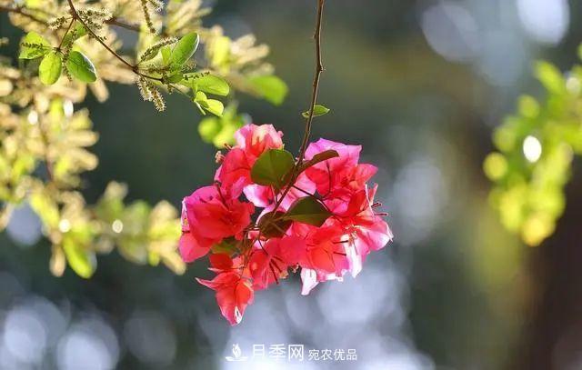 磷酸二氫鉀月季促花“效果不好”？可能是用錯了，快看看正確的方法(圖7)