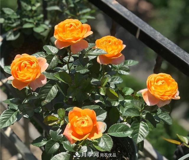 月季秋剪快上車(chē)，10月秋花開(kāi)出一片花海(圖1)