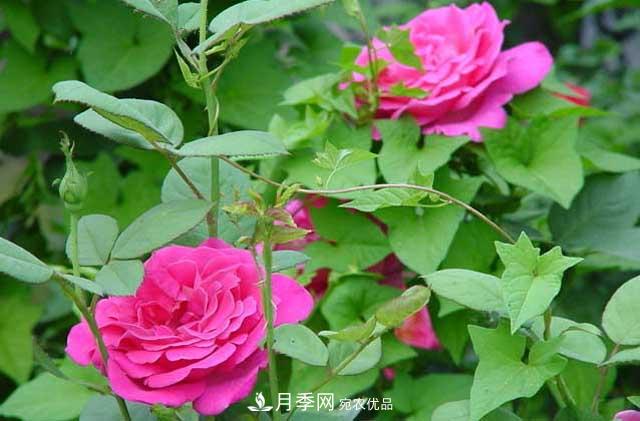 月季秋剪快上車(chē)，10月秋花開(kāi)出一片花海(圖4)