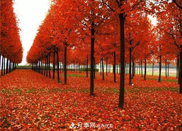 這幾種彩色喬灌木工程上需求量大，2020苗木市場(chǎng)行情看好(圖1)