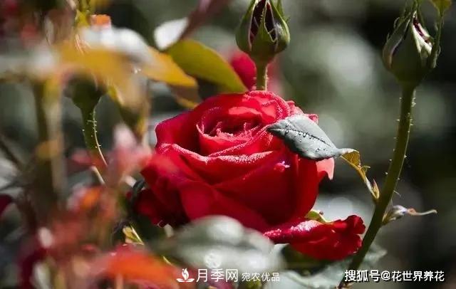 養月季就要用淺盆，月季開(kāi)花不好換個(gè)盆，天天爆花(圖1)