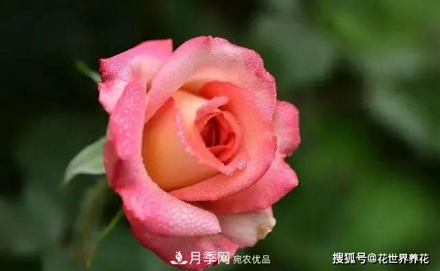養月季就要用淺盆，月季開(kāi)花不好換個(gè)盆，天天爆花(圖2)