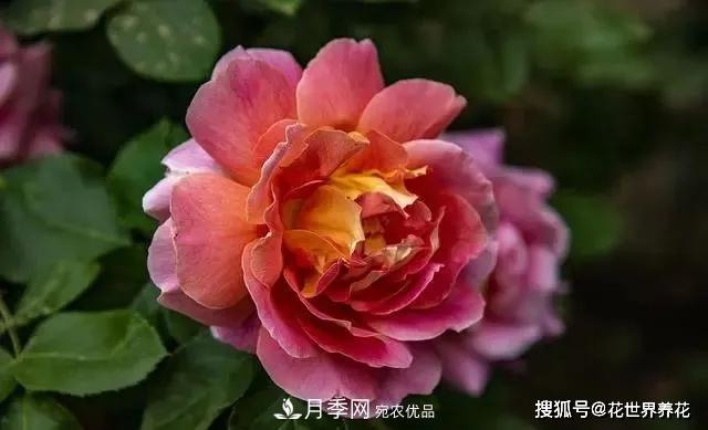 養月季就要用淺盆，月季開(kāi)花不好換個(gè)盆，天天爆花(圖3)