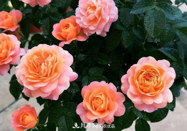 月季花施肥需要注意什么？(圖1)