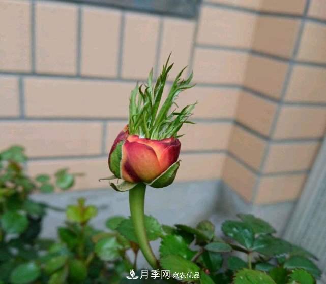 月季花施肥需要注意什么？(圖2)