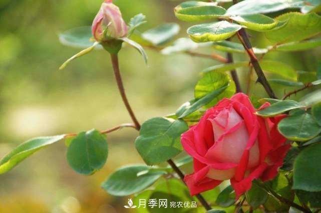 月季花施肥需要注意什么？(圖3)