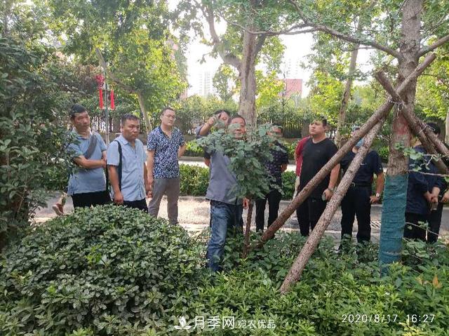 備好鮮花迎國慶 你家的月季花修剪了嗎！(圖1)