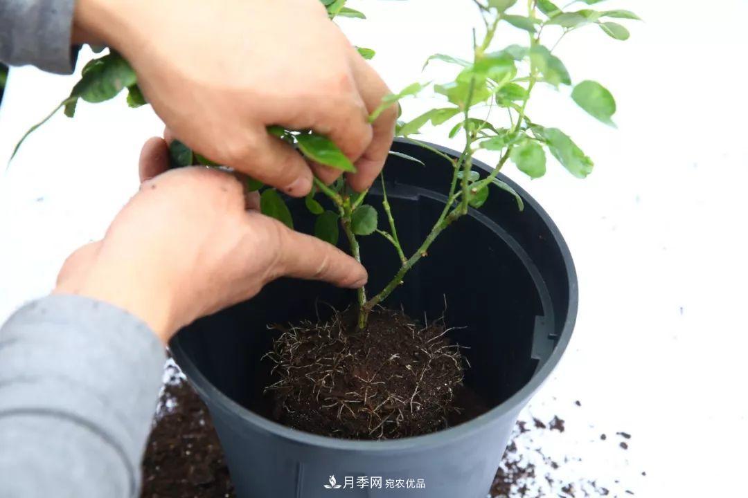 入坑月季必須知道的換盆小知識！(圖1)