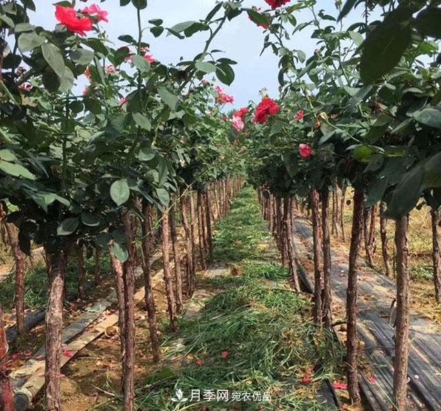 青海樹(shù)狀月季苗圃培育，月季嫁接栽培技術(shù)(圖1)