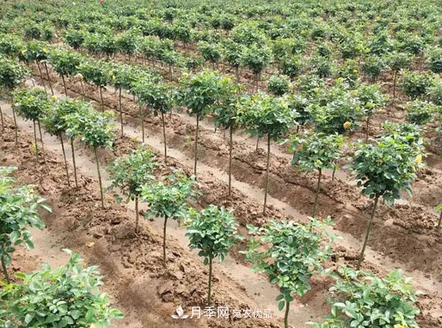 青海樹(shù)狀月季苗圃培育，月季嫁接栽培技術(shù)(圖2)