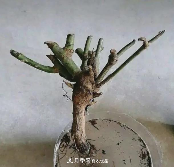 假花開(kāi)始橫行，擦亮眼睛，秋天這3種***容易造假(圖6)