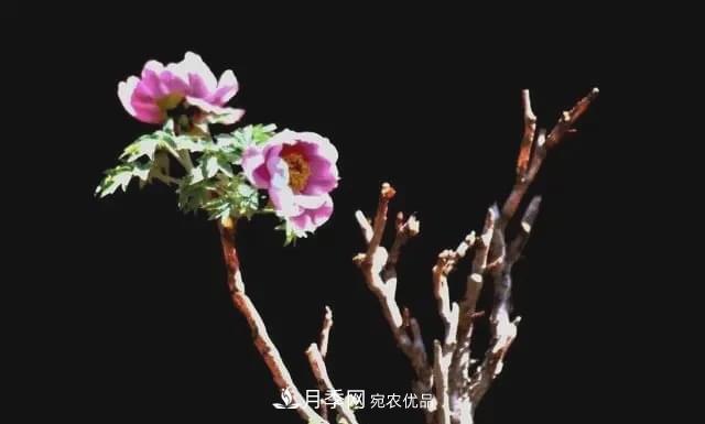假花開(kāi)始橫行，擦亮眼睛，秋天這3種***容易造假(圖3)