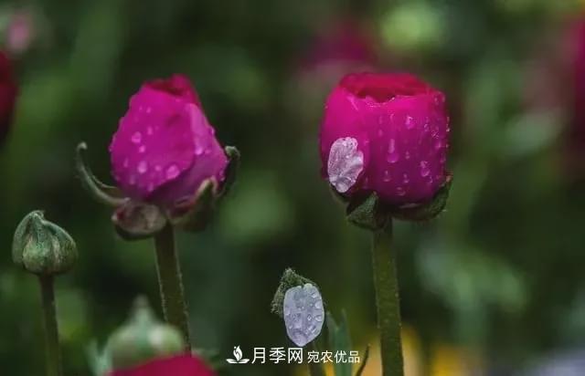假花開(kāi)始橫行，擦亮眼睛，秋天這3種***容易造假(圖1)