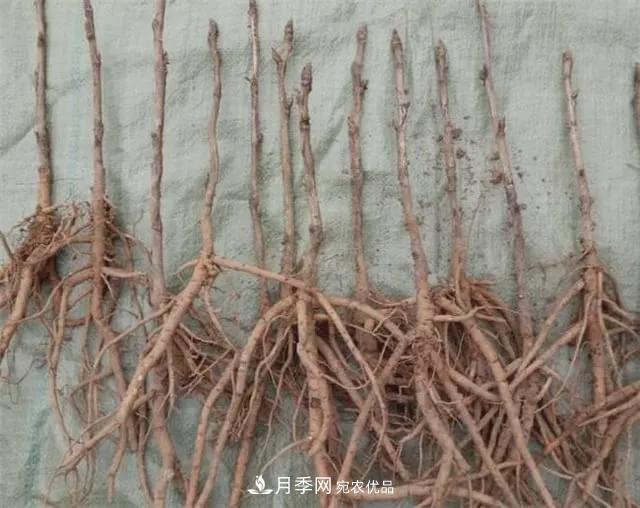 假花開(kāi)始橫行，擦亮眼睛，秋天這3種***容易造假(圖4)