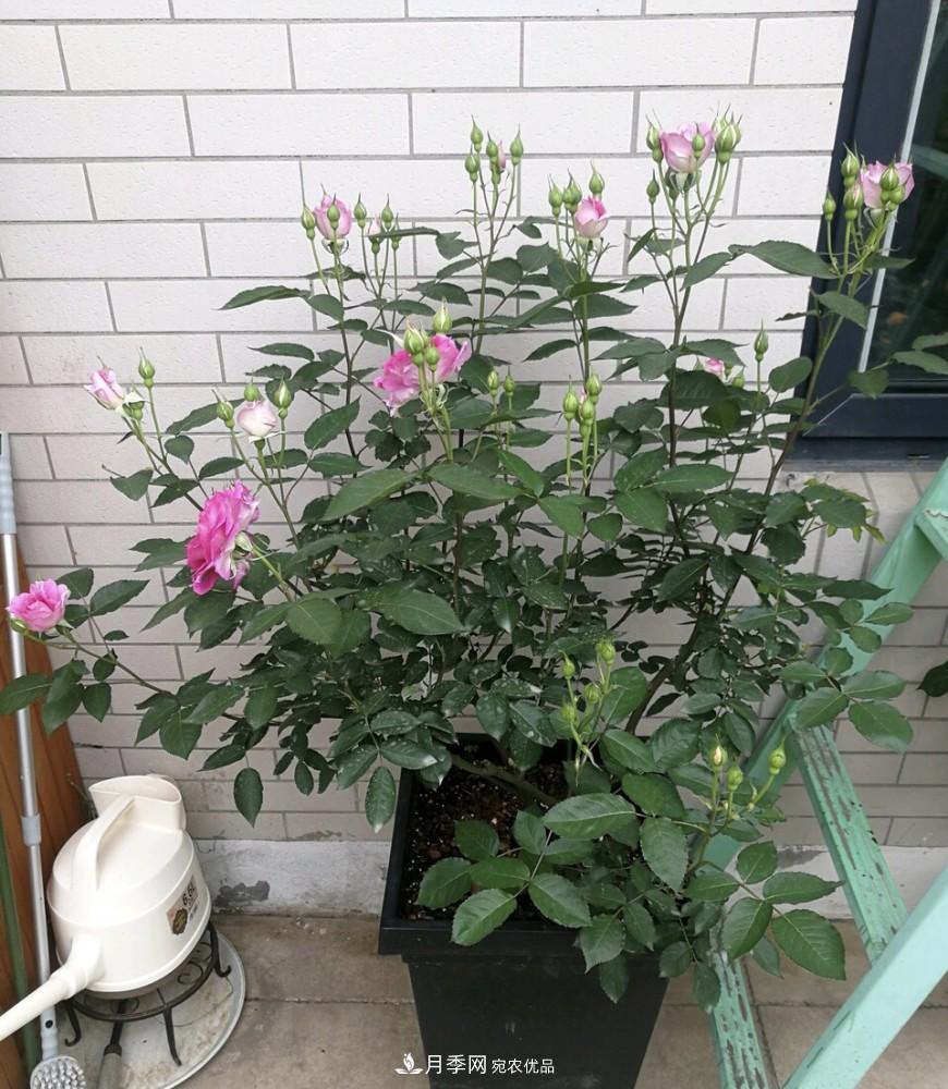 到了8月，養月季做對“3件事”，又能“滿(mǎn)血復活”花開(kāi)爆盆(圖5)
