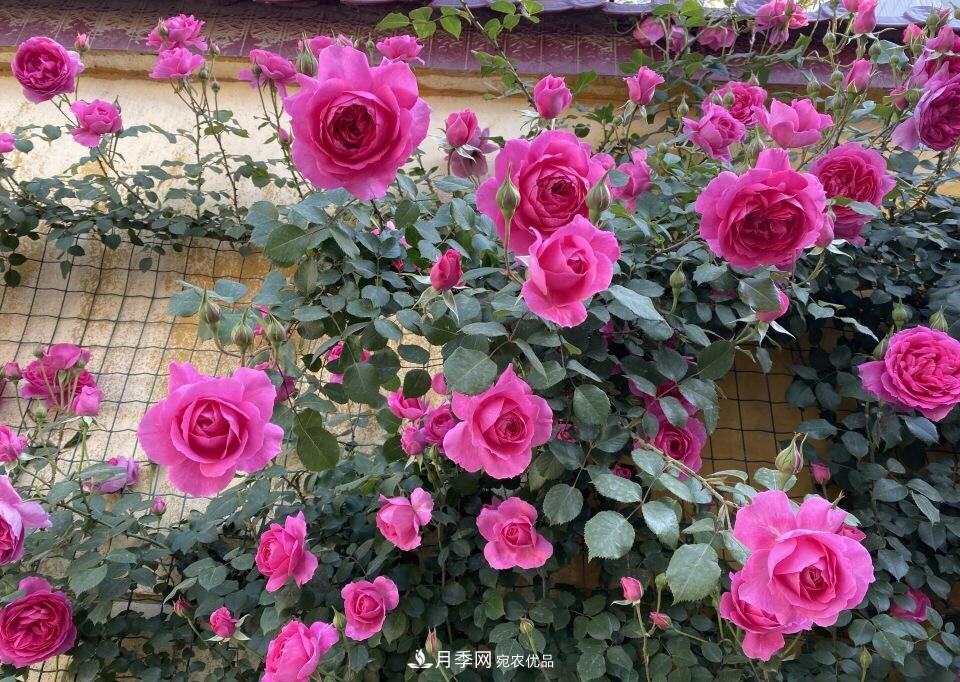 到了8月，養月季做對“3件事”，又能“滿(mǎn)血復活”花開(kāi)爆盆(圖7)