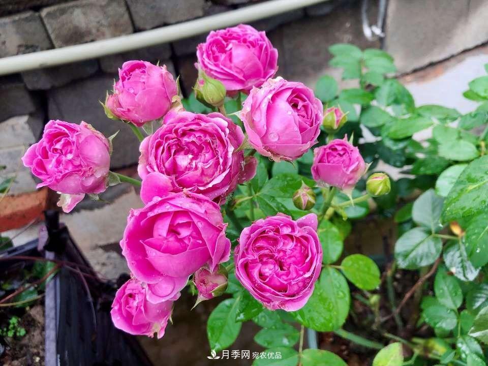 到了8月，養月季做對“3件事”，又能“滿(mǎn)血復活”花開(kāi)爆盆(圖6)