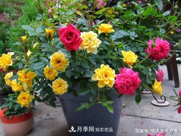 光照只有2~3小時(shí)能養月季嗎？這些訣竅教你在半陰處也能養好月季(圖6)