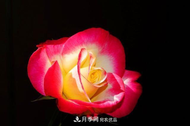月季太美，哪一種月季的芳香，能讓你的嗅覺(jué)感到幸福？(圖7)