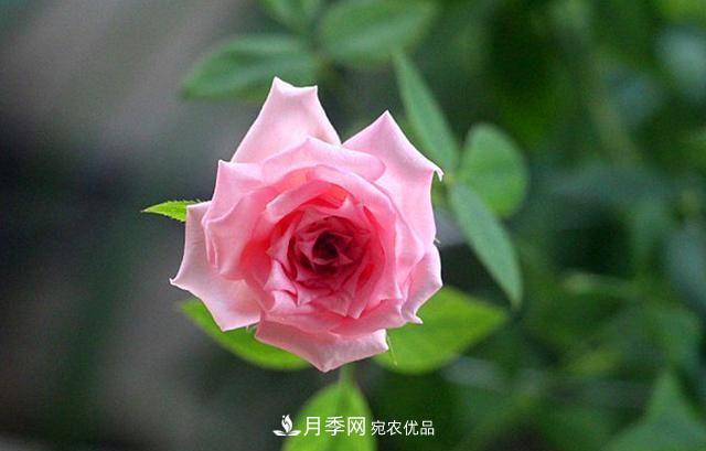 月季太美，哪一種月季的芳香，能讓你的嗅覺(jué)感到幸福？(圖6)