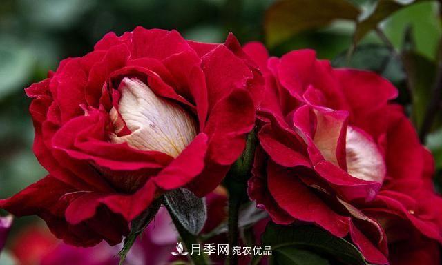 月季太美，哪一種月季的芳香，能讓你的嗅覺(jué)感到幸福？(圖5)