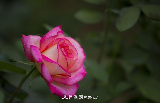 月季太美，哪一種月季的芳香，能讓你的嗅覺(jué)感到幸福？(圖1)