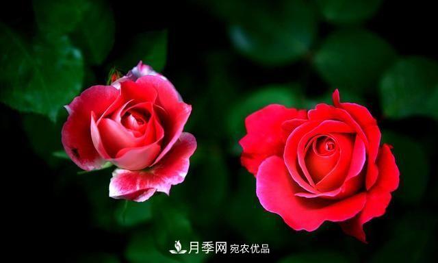 月季太美，哪一種月季的芳香，能讓你的嗅覺(jué)感到幸福？(圖2)