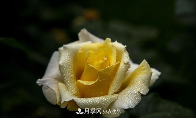 月季太美，哪一種月季的芳香，能讓你的嗅覺(jué)感到幸福？(圖3)