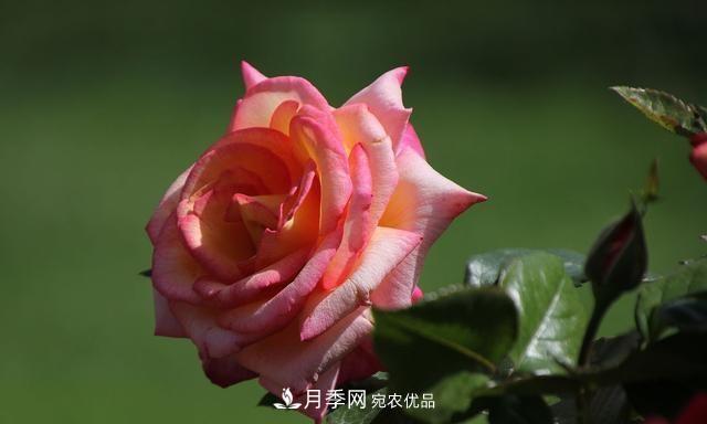 月季太美，哪一種月季的芳香，能讓你的嗅覺(jué)感到幸福？(圖4)