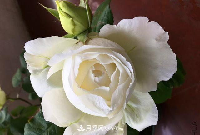 月季太美，哪一種月季的芳香，能讓你的嗅覺(jué)感到幸福？(圖8)
