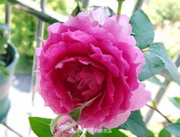 月季太美，哪一種月季的芳香，能讓你的嗅覺(jué)感到幸福？(圖9)