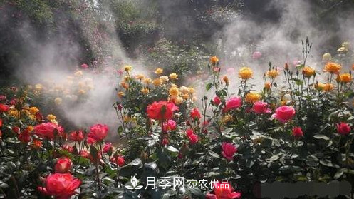40萬(wàn)株月季繁花似錦，鄭州月季公園邀你來(lái)(圖1)