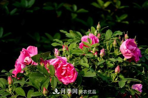 40萬(wàn)株月季繁花似錦，鄭州月季公園邀你來(lái)(圖2)