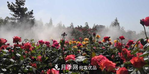 40萬(wàn)株月季繁花似錦，鄭州月季公園邀你來(lái)(圖4)