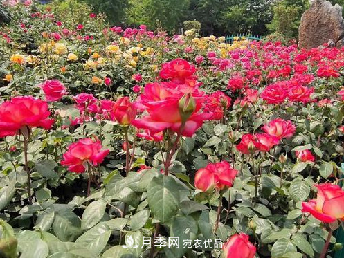 40萬(wàn)株月季繁花似錦，鄭州月季公園邀你來(lái)(圖3)