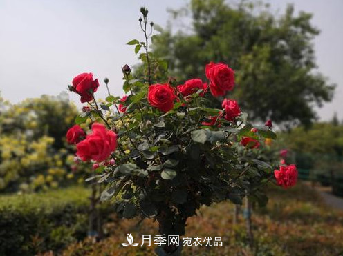 40萬(wàn)株月季繁花似錦，鄭州月季公園邀你來(lái)(圖5)