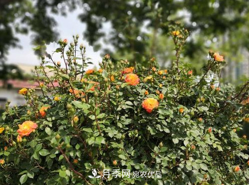 40萬(wàn)株月季繁花似錦，鄭州月季公園邀你來(lái)(圖6)