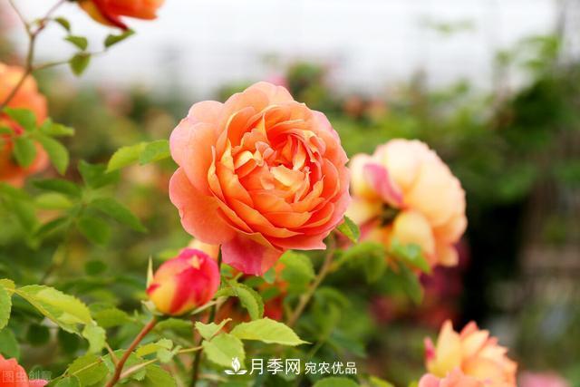 秋天月季不殺菌，會(huì )把病菌帶到家里，月季花友真實(shí)經(jīng)歷告訴你后果(圖1)