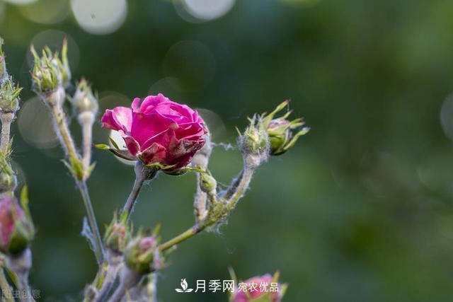 秋天月季不殺菌，會(huì )把病菌帶到家里，月季花友真實(shí)經(jīng)歷告訴你后果(圖2)