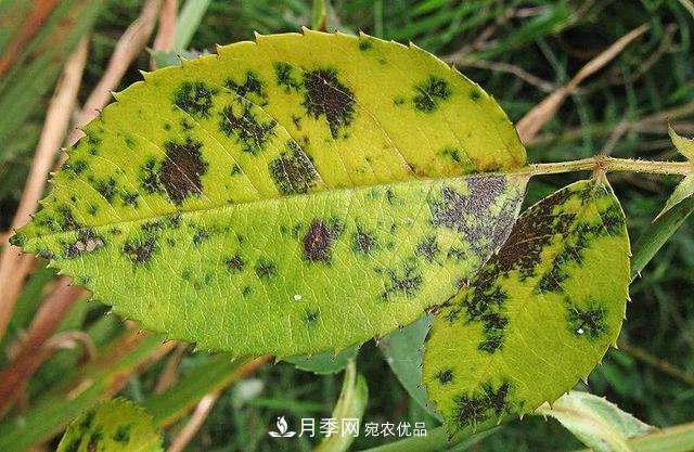 秋天月季不殺菌，會(huì )把病菌帶到家里，月季花友真實(shí)經(jīng)歷告訴你后果(圖3)