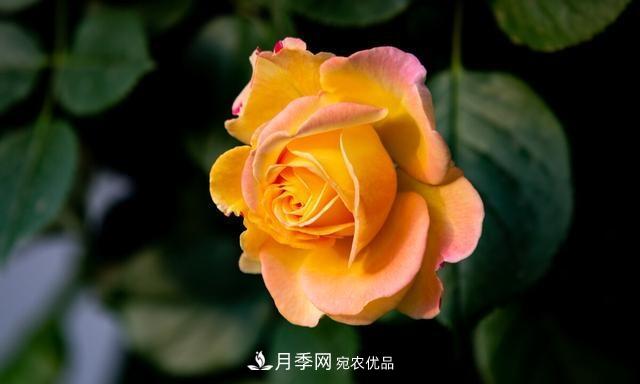秋天月季不殺菌，會(huì )把病菌帶到家里，月季花友真實(shí)經(jīng)歷告訴你后果(圖5)