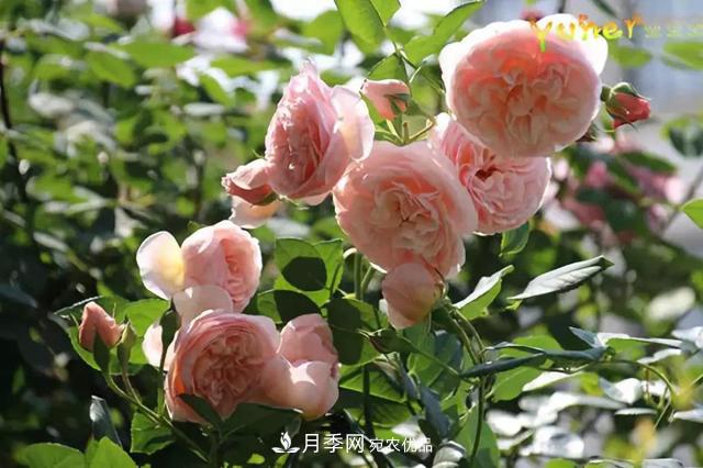 月季品種推薦，性?xún)r(jià)比超高，收藏起來(lái)**有用(圖7)