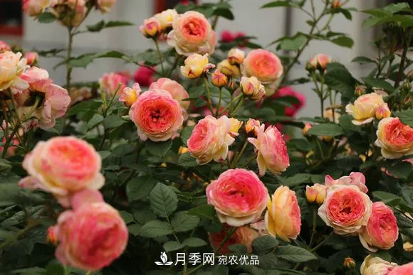 月季品種推薦，性?xún)r(jià)比超高，收藏起來(lái)**有用(圖1)